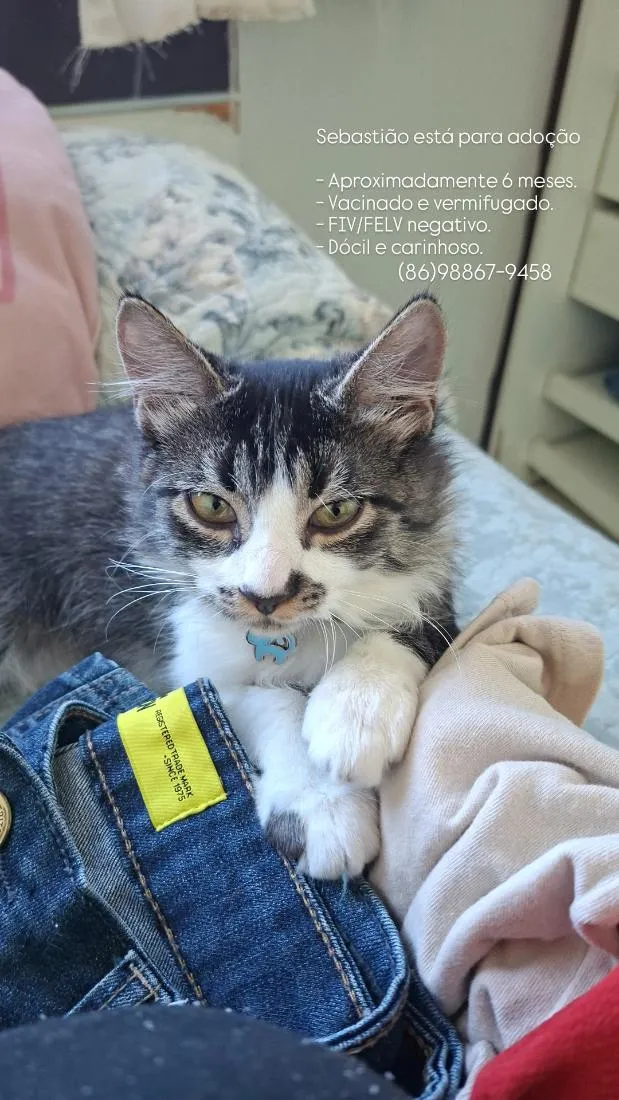 Gato raça SRD-ViraLata idade 2 a 6 meses nome Sebastião