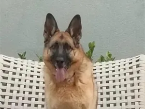 Cachorro raça Pastor Alemão idade 5 anos nome Luna