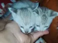 2 gatinha 