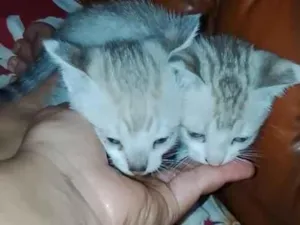 Gato raça SRD-ViraLata idade 2 a 6 meses nome 2 gatinha 