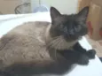 fumaça 