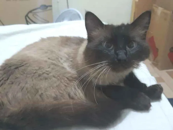 Gato raça Siamês idade 1 ano nome fumaça 
