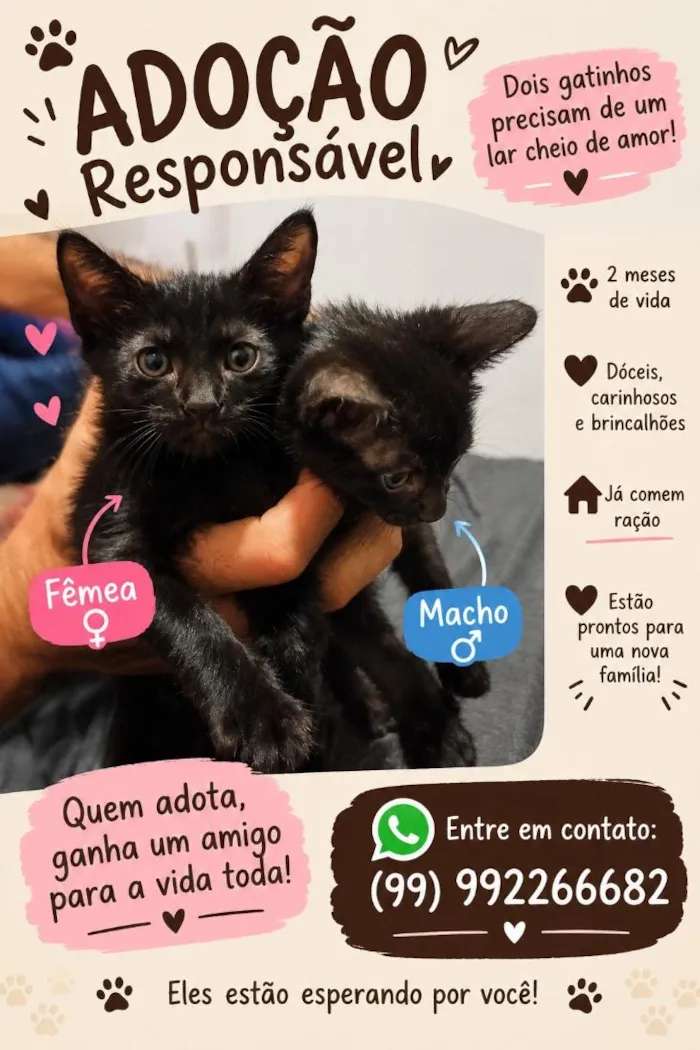 Gato raça SRD-ViraLata idade 2 a 6 meses nome não tem