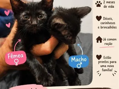 Gato raça SRD-ViraLata idade 2 a 6 meses nome não tem