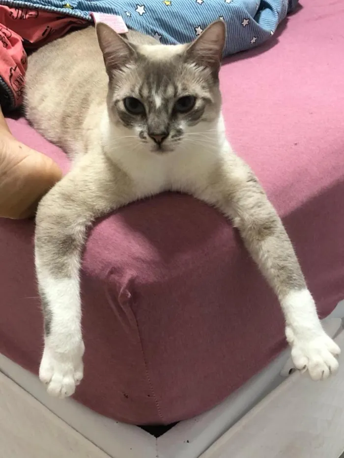 Gato raça SRD-ViraLata idade 4 anos nome Mokito