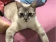 Mokito