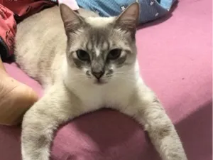 Gato raça SRD-ViraLata idade 4 anos nome Mokito