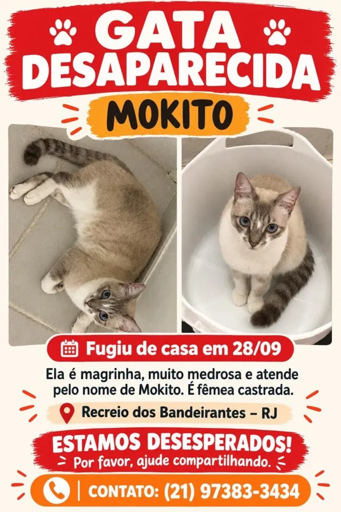 Gato raça SRD-ViraLata idade 4 anos nome Mokito