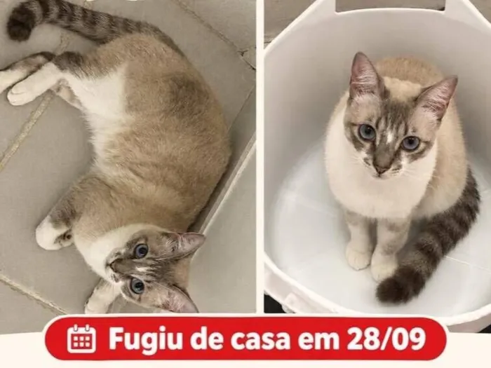 Gato raça SRD-ViraLata idade 4 anos nome Mokito