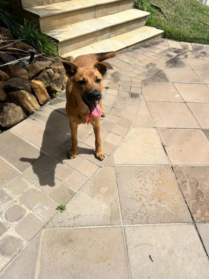 Cachorro raça SRD-ViraLata idade 2 a 6 meses nome Mel
