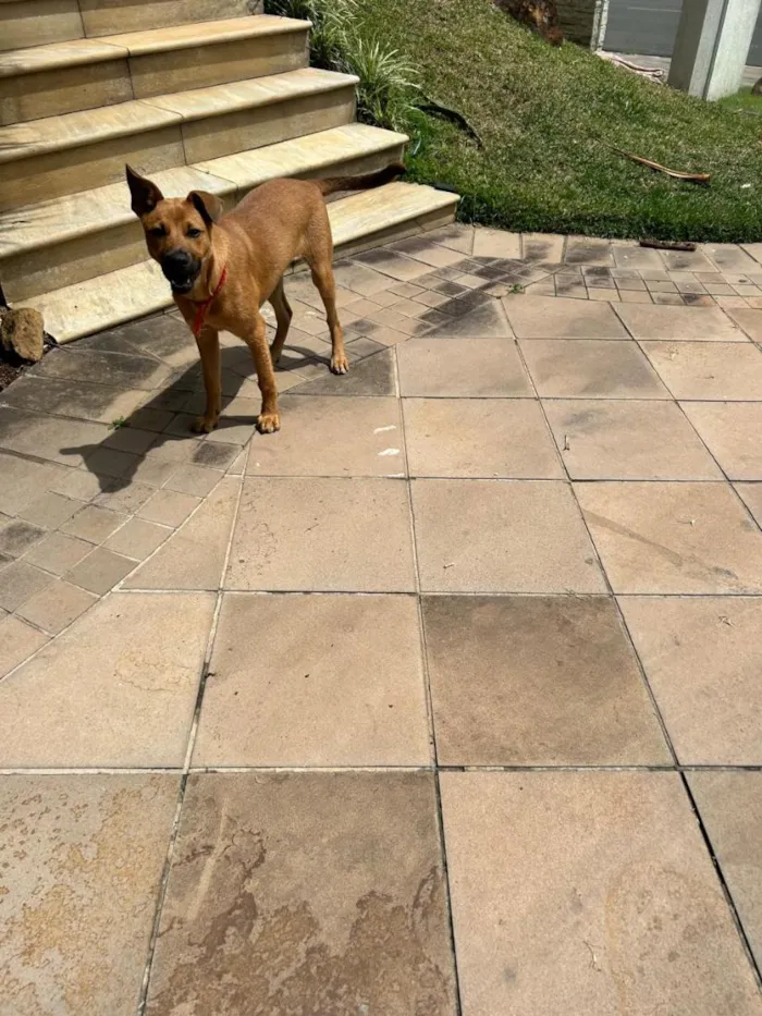 Cachorro raça SRD-ViraLata idade 2 a 6 meses nome Mel