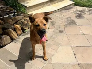 Cachorro raça SRD-ViraLata idade 2 a 6 meses nome Mel