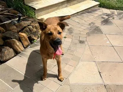 Cachorro raça SRD-ViraLata idade 2 a 6 meses nome Mel