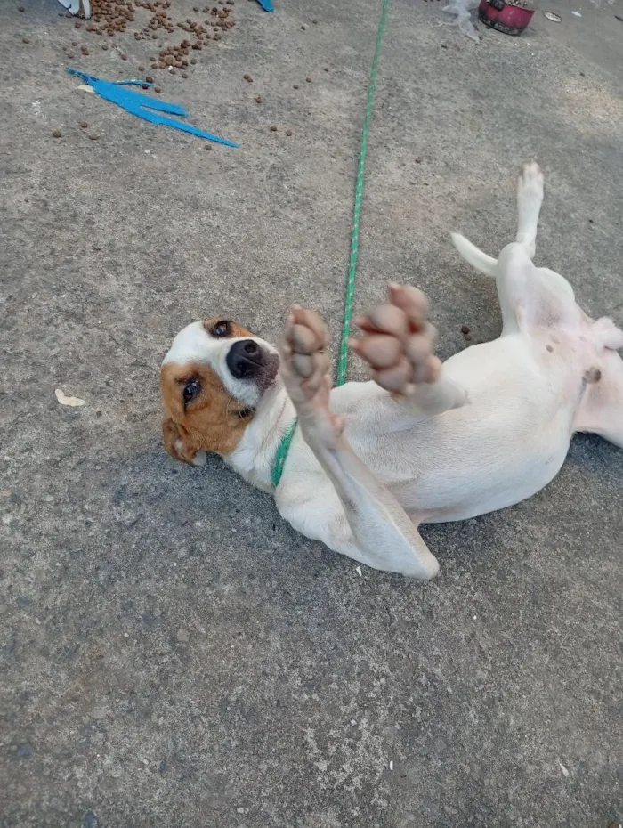 Cachorro raça SRD-ViraLata idade 1 ano nome maylon