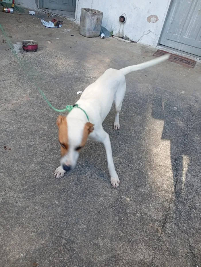 Cachorro raça SRD-ViraLata idade 1 ano nome maylon