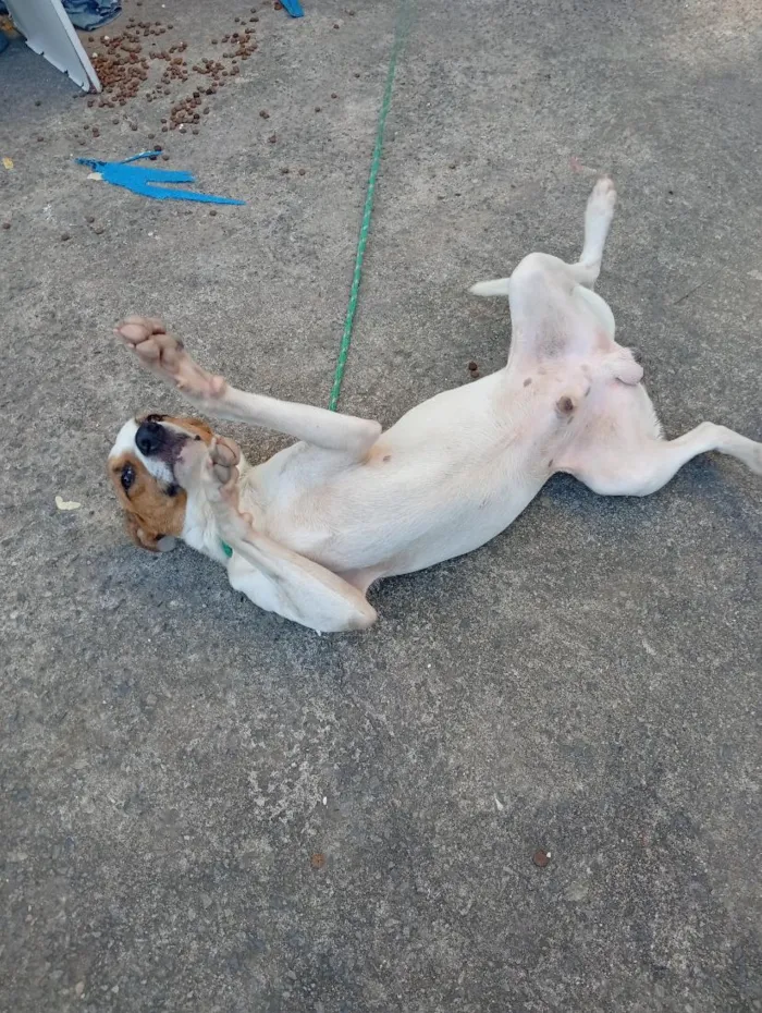 Cachorro raça SRD-ViraLata idade 1 ano nome maylon