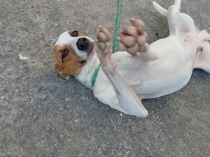 Cachorro raça SRD-ViraLata idade 1 ano nome maylon