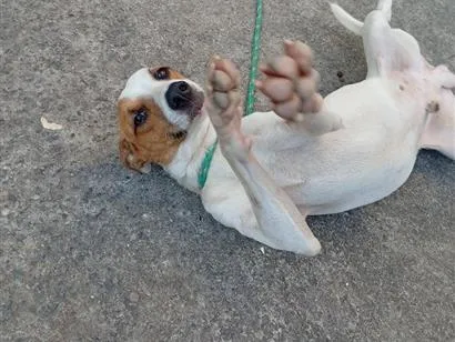 Cachorro raça SRD-ViraLata idade 1 ano nome maylon