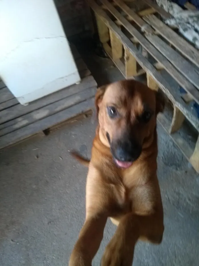 Cachorro raça SRD-ViraLata idade 1 ano nome Gordo