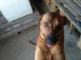 Gordo