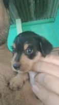 Pretinha 