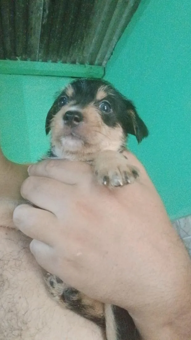 Cachorro raça SRD-ViraLata idade Abaixo de 2 meses nome Pretinha 