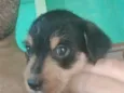 Pretinha 