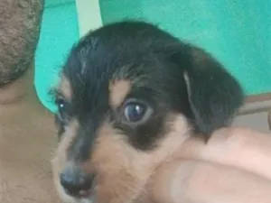 Cachorro raça SRD-ViraLata idade Abaixo de 2 meses nome Pretinha 