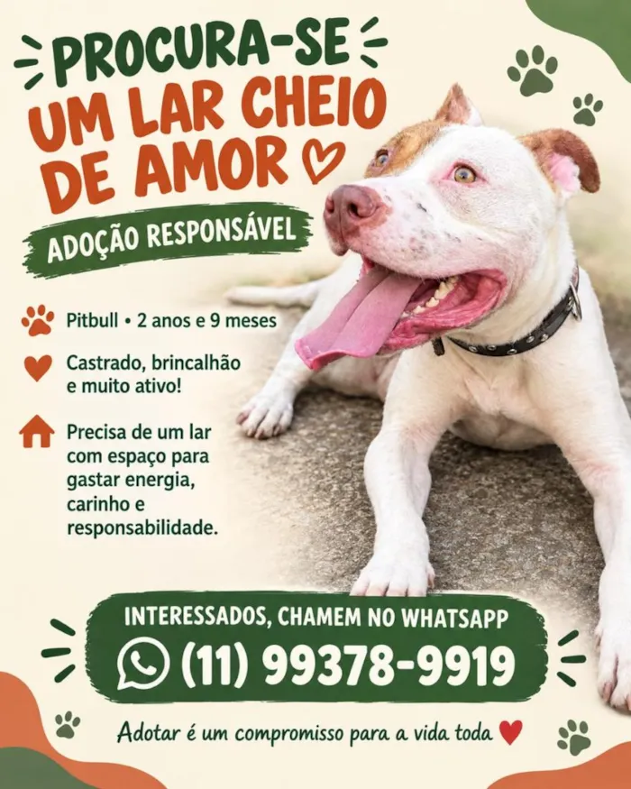 Cachorro raça SRD-ViraLata idade 2 anos nome Apollo 
