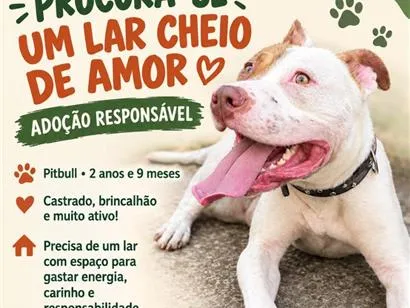 Cachorro raça SRD-ViraLata idade 2 anos nome Apollo 