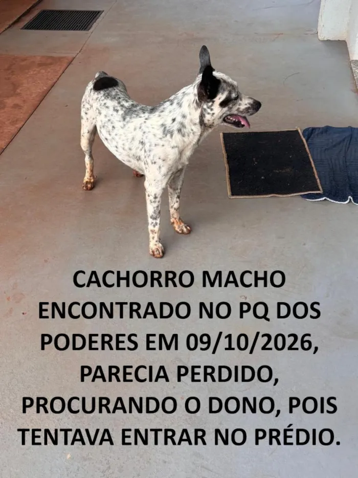 Cachorro raça SRD-ViraLata idade 3 anos nome PERDIDO