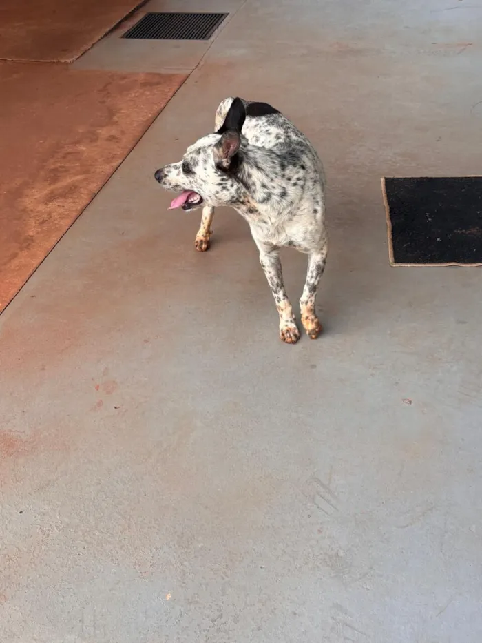 Cachorro raça SRD-ViraLata idade 3 anos nome PERDIDO