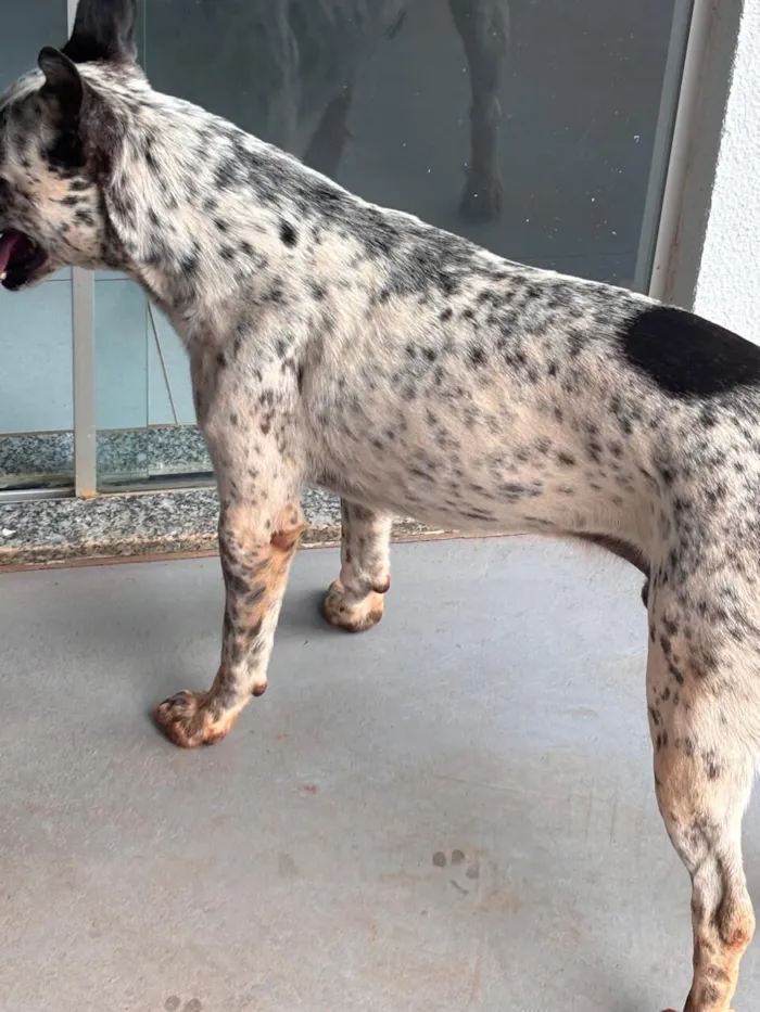 Cachorro raça SRD-ViraLata idade 3 anos nome PERDIDO
