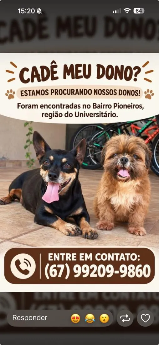 Cachorro raça Shitzu idade 2 anos nome ENCONTRADOS E RESGATADOS PROCURANDO DONO