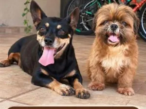 Cachorro raça Shitzu idade 2 anos nome ENCONTRADOS E RESGATADOS PROCURANDO DONO