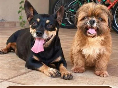 Cachorro raça Shitzu idade 2 anos nome ENCONTRADOS E RESGATADOS PROCURANDO DONO