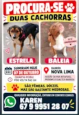 Baleia e Estrela