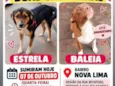 Baleia e Estrela