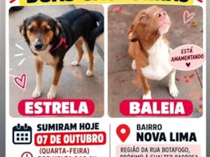 Cachorro raça SRD-ViraLata idade 2 anos nome Baleia e Estrela