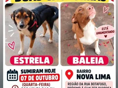 Cachorro raça SRD-ViraLata idade 2 anos nome Baleia e Estrela