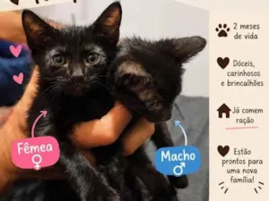 Gato raça SRD-ViraLata idade 2 a 6 meses nome não tem