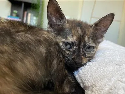 Gato raça SRD-ViraLata idade 2 a 6 meses nome Nefertari
