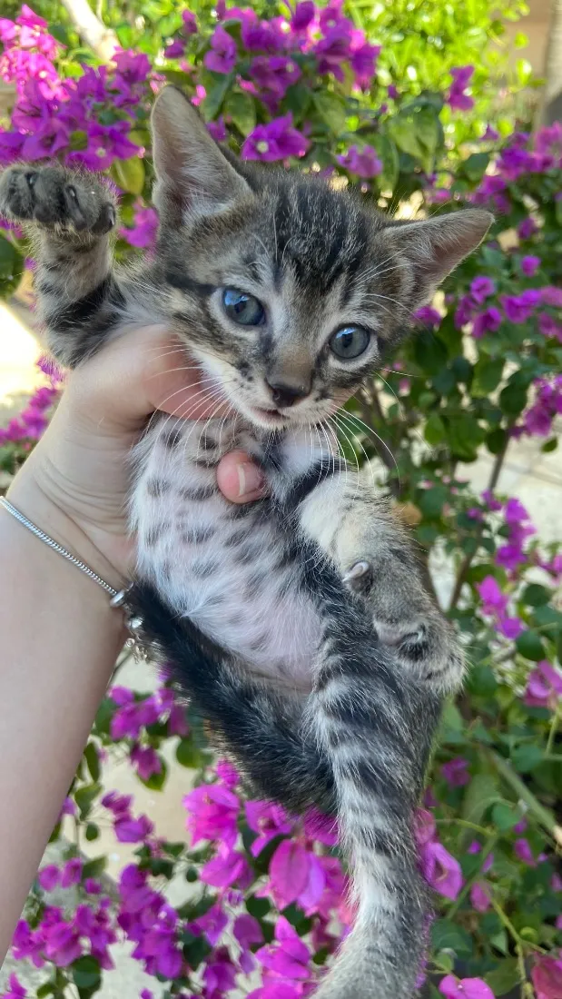 Gato raça SRD-ViraLata idade 2 a 6 meses nome Romeu 