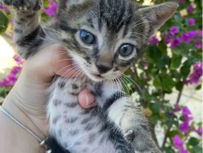 Gato raça SRD-ViraLata idade 2 a 6 meses nome Romeu 