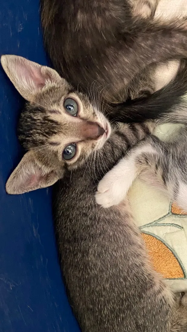 Gato raça SRD-ViraLata idade 2 a 6 meses nome Pingo