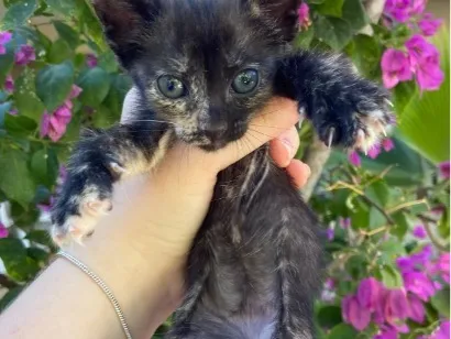 Gato raça SRD-ViraLata idade 2 a 6 meses nome Mavis 