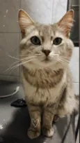 José