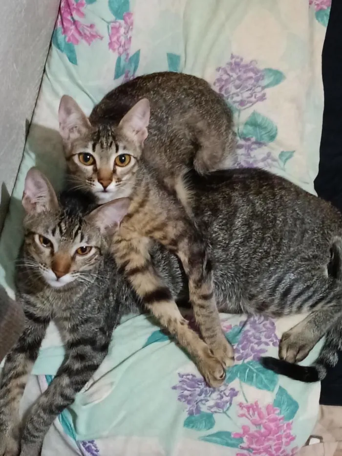Gato raça SRD-ViraLata idade 2 a 6 meses nome Robin, mel e Bruce 