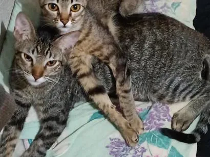 Gato raça SRD-ViraLata idade 2 a 6 meses nome Robin, mel e Bruce 