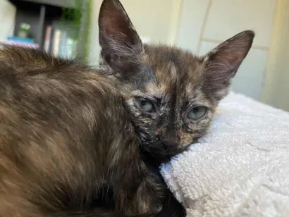 Gato raça SRD-ViraLata idade 2 a 6 meses nome Nefertari